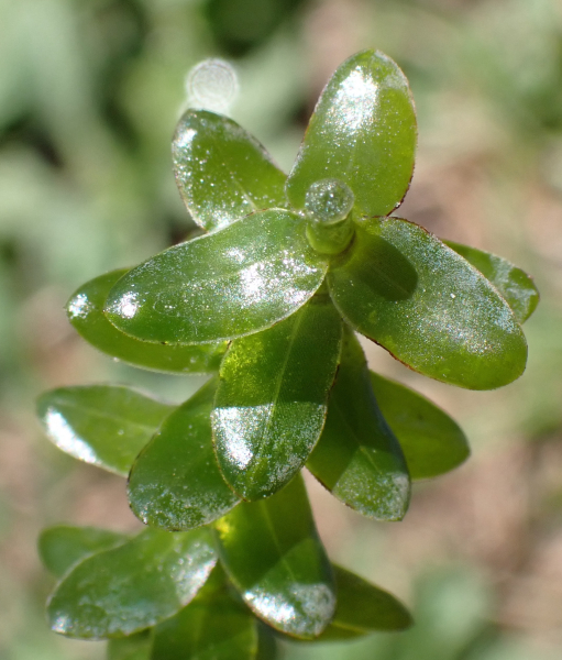 Pflanzenbild gross Kanadische Wasserpest - Elodea canadensis