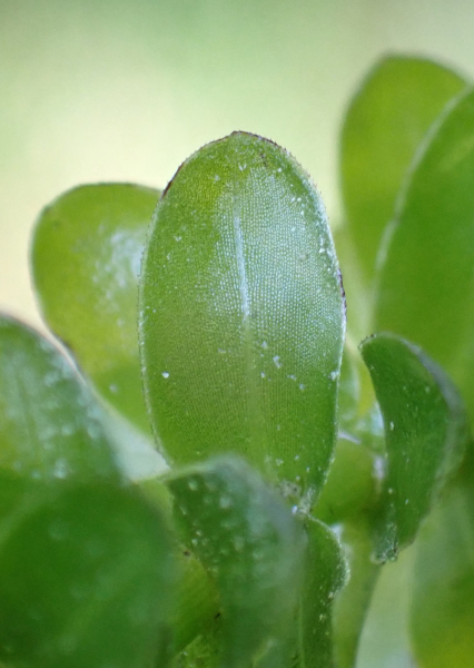 Pflanzenbild gross Kanadische Wasserpest - Elodea canadensis