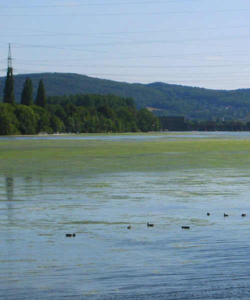 Pflanzenbild gross Kanadische Wasserpest - Elodea canadensis