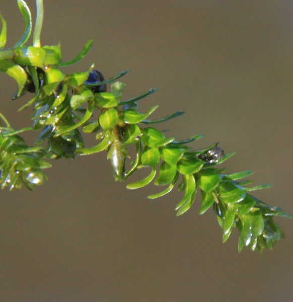 Pflanzenbild gross Kanadische Wasserpest - Elodea canadensis