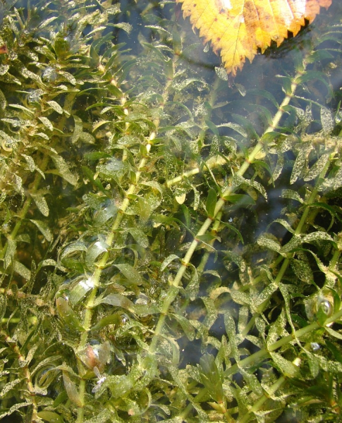 Pflanzenbild gross Kanadische Wasserpest - Elodea canadensis