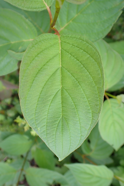 Pflanzenbild gross Seidiger Hornstrauch - Cornus sericea