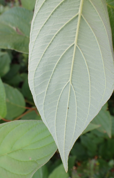 Pflanzenbild gross Seidiger Hornstrauch - Cornus sericea