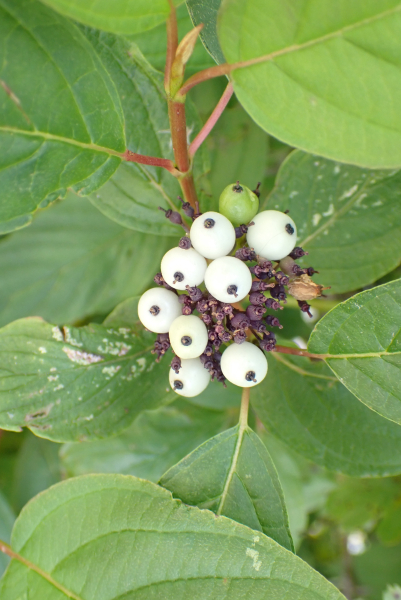Pflanzenbild gross Seidiger Hornstrauch - Cornus sericea