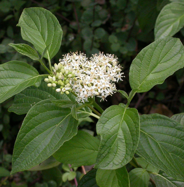 Pflanzenbild gross Seidiger Hornstrauch - Cornus sericea