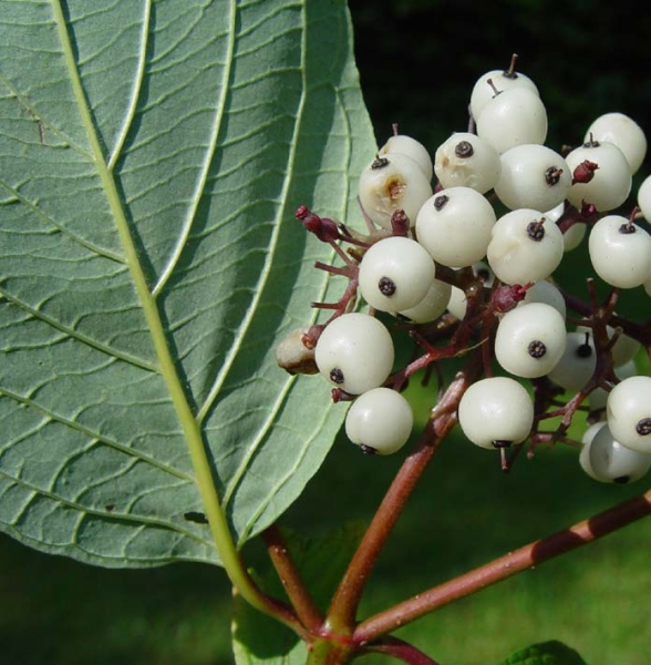 Pflanzenbild gross Seidiger Hornstrauch - Cornus sericea