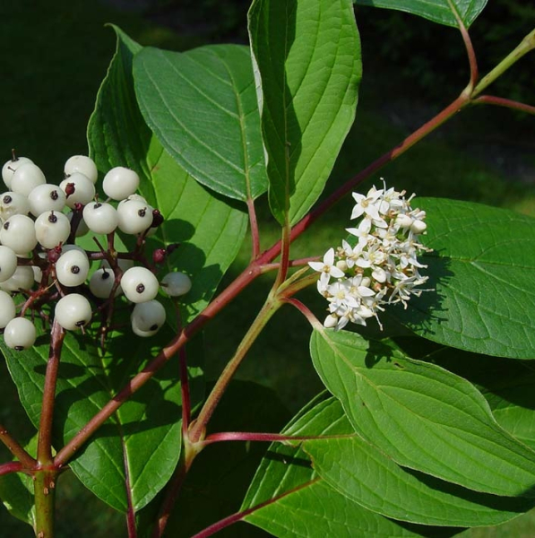 Pflanzenbild gross Seidiger Hornstrauch - Cornus sericea