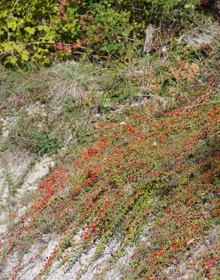 Pflanzenbild gross Korallenstrauch - Cotoneaster horizontalis
