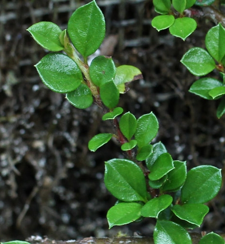 Pflanzenbild gross Korallenstrauch - Cotoneaster horizontalis