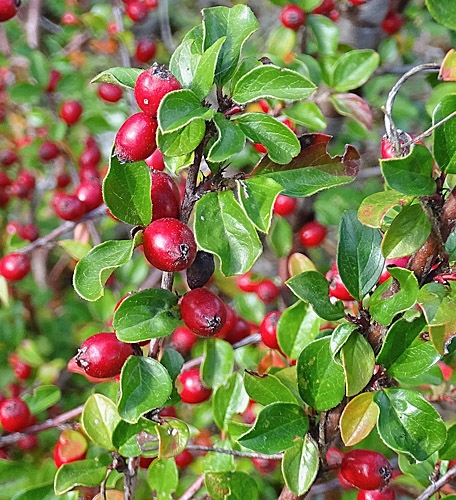 Pflanzenbild gross Korallenstrauch - Cotoneaster horizontalis