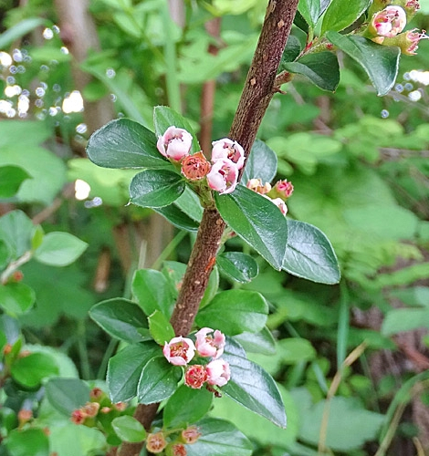 Pflanzenbild gross Korallenstrauch - Cotoneaster horizontalis