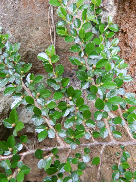 Pflanzenbild gross Korallenstrauch - Cotoneaster horizontalis