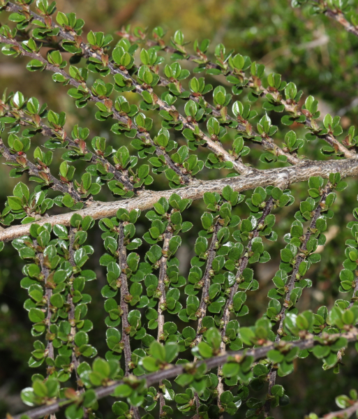 Pflanzenbild gross Korallenstrauch - Cotoneaster horizontalis