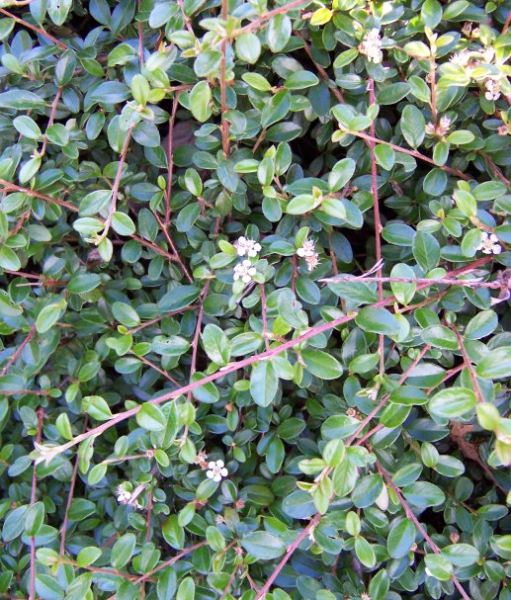 Pflanzenbild gross Korallenstrauch - Cotoneaster horizontalis