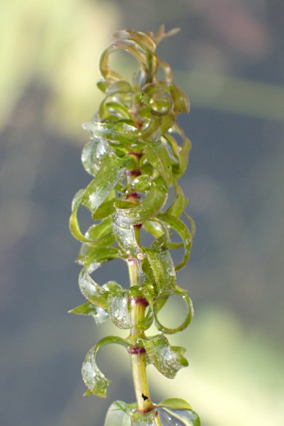 Pflanzenbild gross Nuttalls Wasserpest - Elodea nuttallii