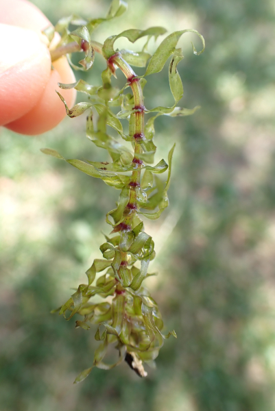 Pflanzenbild gross Nuttalls Wasserpest - Elodea nuttallii