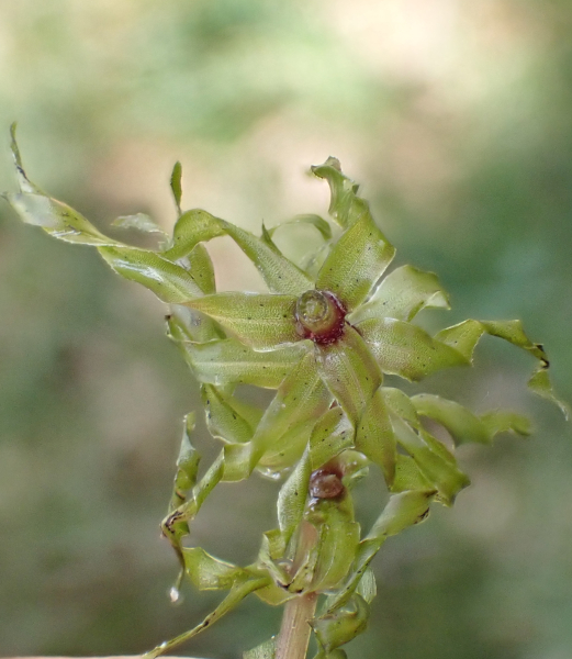 Pflanzenbild gross Nuttalls Wasserpest - Elodea nuttallii