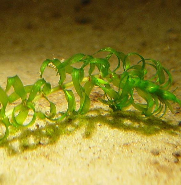Pflanzenbild gross Nuttalls Wasserpest - Elodea nuttallii
