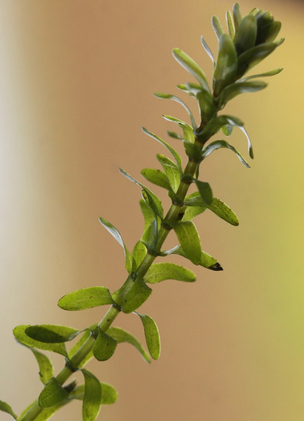 Pflanzenbild gross Kanadische Wasserpest - Elodea canadensis