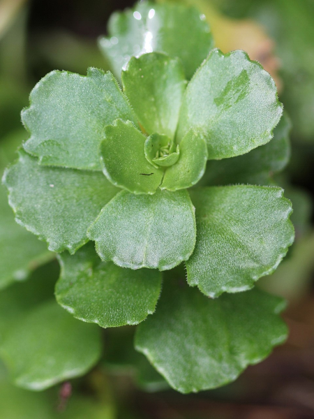 Pflanzenbild gross Kaukasus-Fettkraut - Sedum spurium
