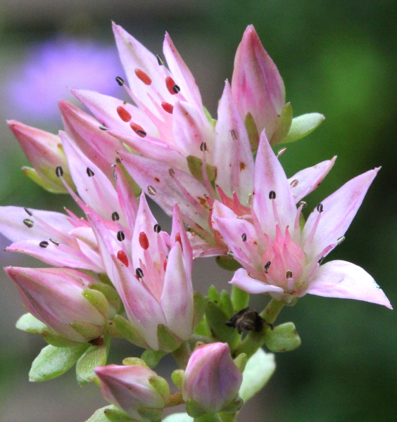 Pflanzenbild gross Kaukasus-Fettkraut - Sedum spurium