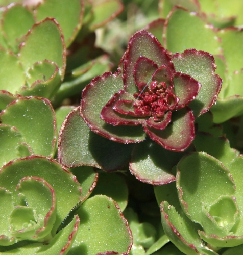 Pflanzenbild gross Kaukasus-Fettkraut - Sedum spurium