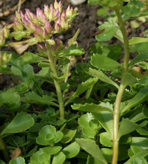 Pflanzenbild gross Kaukasus-Fettkraut - Sedum spurium