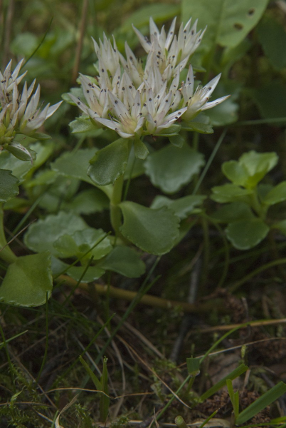 Pflanzenbild gross Kaukasus-Fettkraut - Sedum spurium