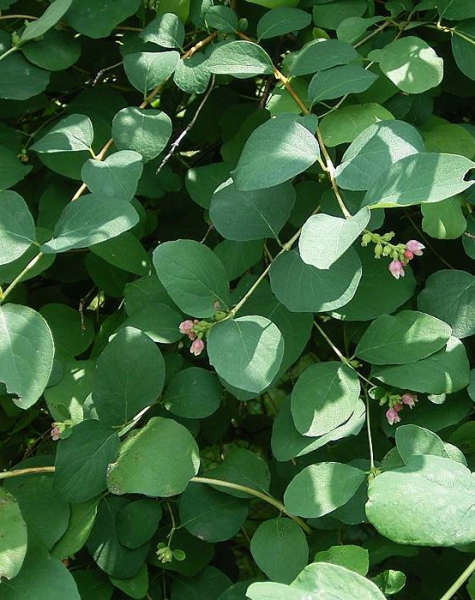 Pflanzenbild gross Schneebeere - Symphoricarpos albus