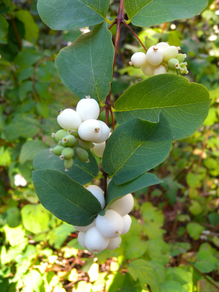 Pflanzenbild gross Schneebeere - Symphoricarpos albus