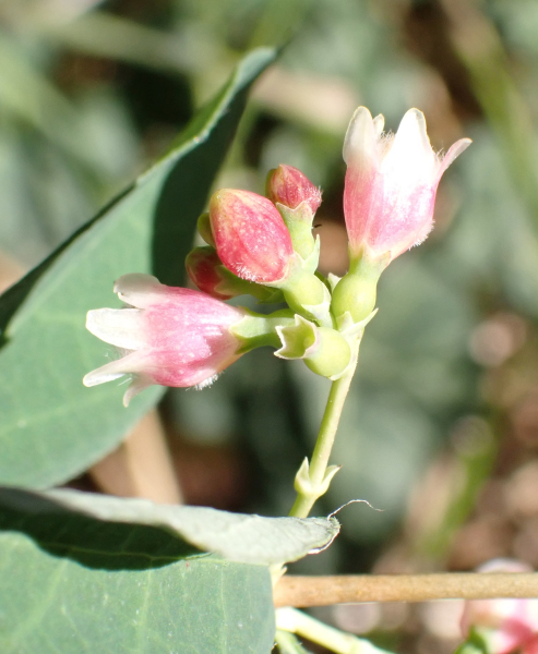 Pflanzenbild gross Schneebeere - Symphoricarpos albus