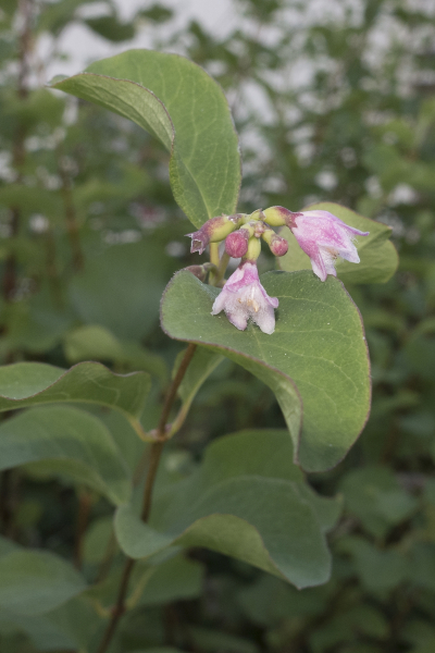 Pflanzenbild gross Schneebeere - Symphoricarpos albus