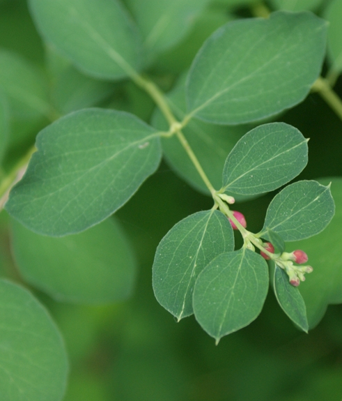 Pflanzenbild gross Schneebeere - Symphoricarpos albus