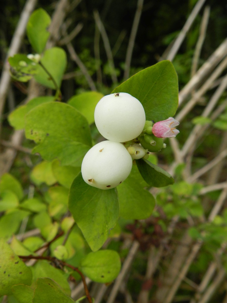 Pflanzenbild gross Schneebeere - Symphoricarpos albus