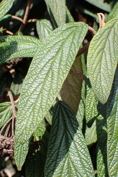 Pflanzenbild gross Runzelblättriger Schneeball - Viburnum rhytidophyllum