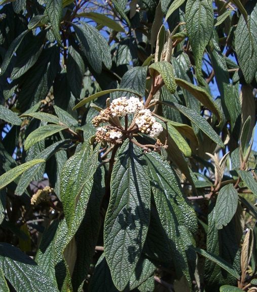 Pflanzenbild gross Runzelblättriger Schneeball - Viburnum rhytidophyllum