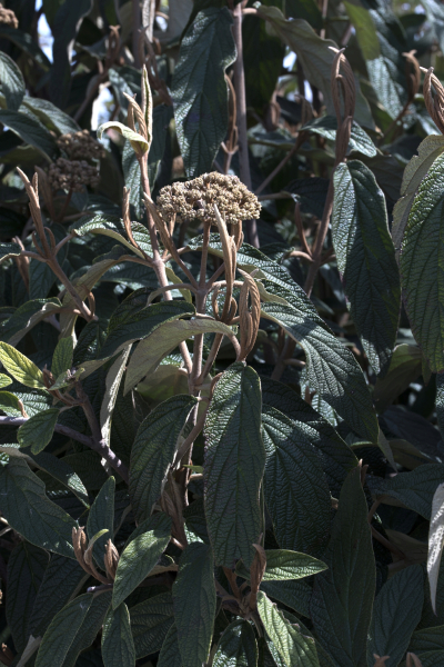 Pflanzenbild gross Runzelblättriger Schneeball - Viburnum rhytidophyllum