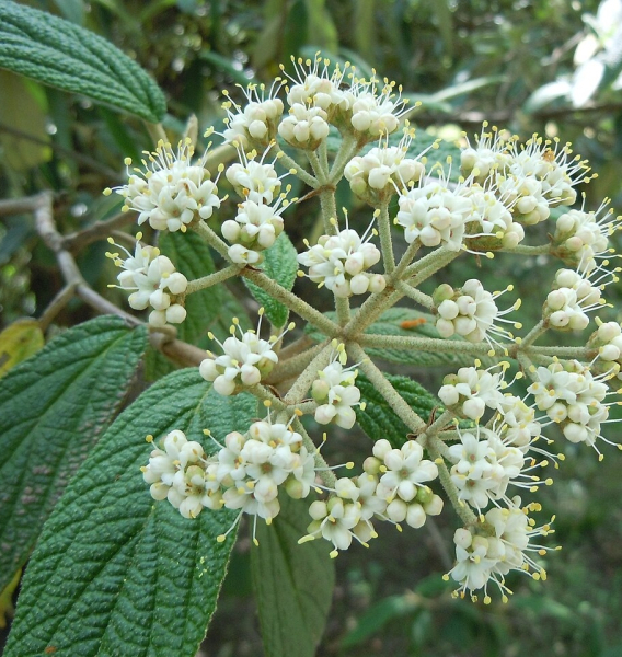 Pflanzenbild gross Runzelblättriger Schneeball - Viburnum rhytidophyllum