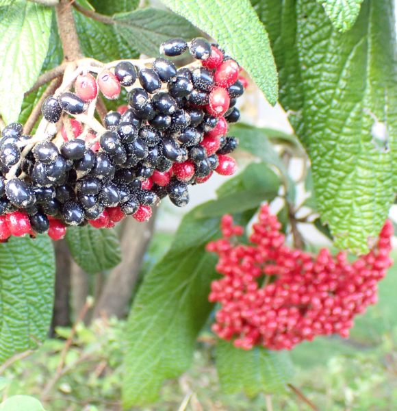 Pflanzenbild gross Runzelblättriger Schneeball - Viburnum rhytidophyllum