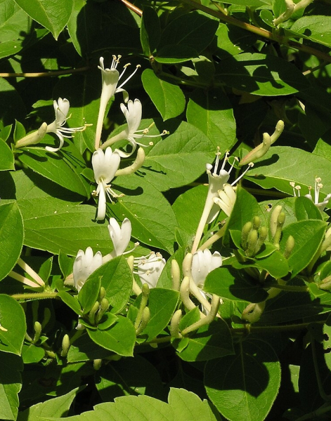 Pflanzenbild gross Japanisches Geissblatt - Lonicera japonica