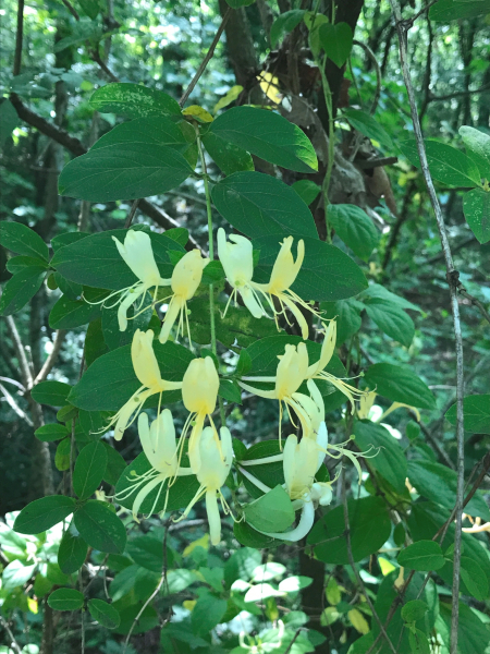 Pflanzenbild gross Japanisches Geissblatt - Lonicera japonica