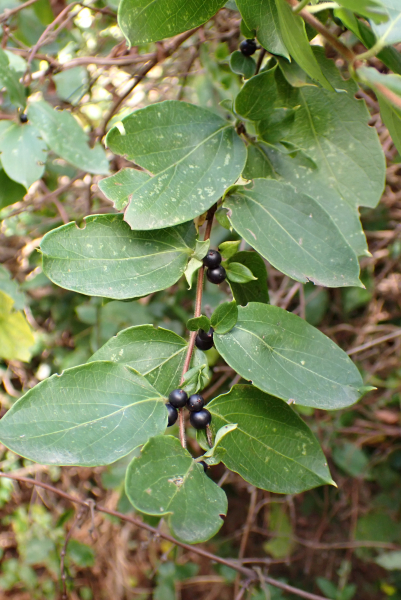 Pflanzenbild gross Japanisches Geissblatt - Lonicera japonica