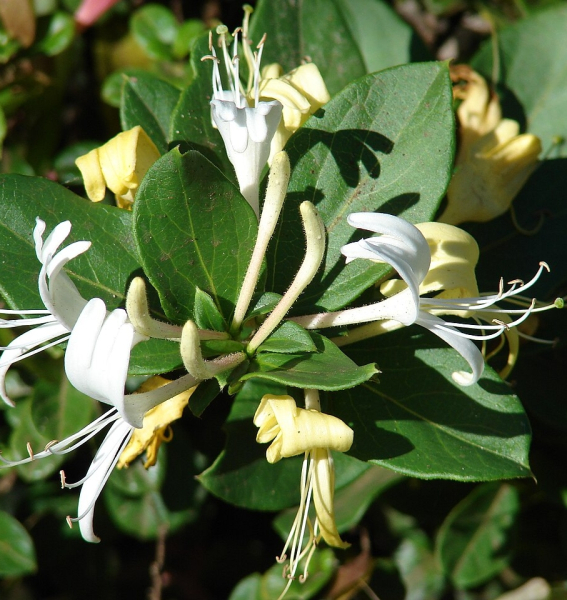 Pflanzenbild gross Japanisches Geissblatt - Lonicera japonica