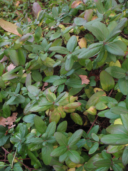 Pflanzenbild gross Japanisches Geissblatt - Lonicera japonica