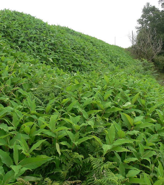 Pflanzenbild gross Vielähriger Knöterich - Polygonum polystachyum