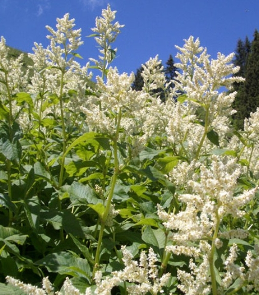 Pflanzenbild gross Vielähriger Knöterich - Polygonum polystachyum
