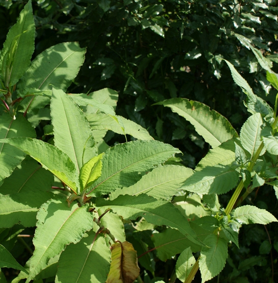 Pflanzenbild gross Vielähriger Knöterich - Polygonum polystachyum