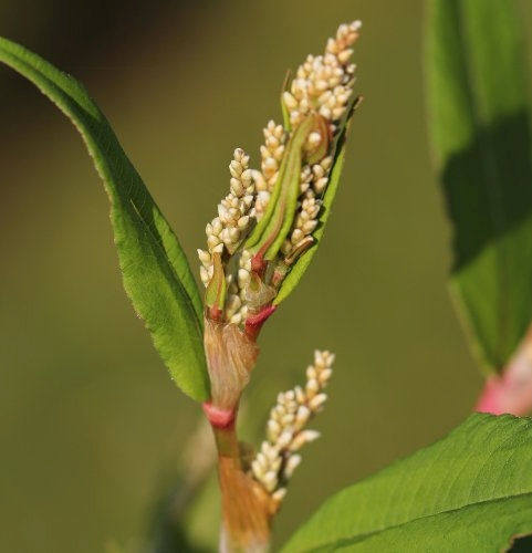Pflanzenbild gross Vielähriger Knöterich - Polygonum polystachyum
