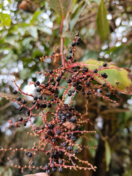 Pflanzenbild gross Vielähriger Knöterich - Polygonum polystachyum