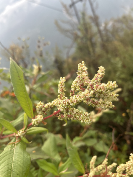 Pflanzenbild gross Vielähriger Knöterich - Polygonum polystachyum